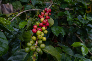 Close up macro of green and ripen bright red coffee berries on a bush. Selective focus, shot in mountain highlands of Colombia, South America.