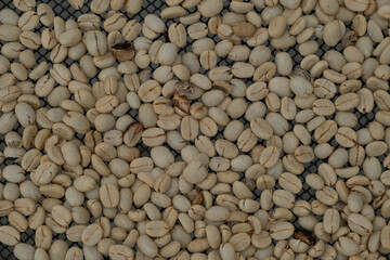 Close up of many raw coffee beans in a process of drying on a grid in a temperature and humidity...