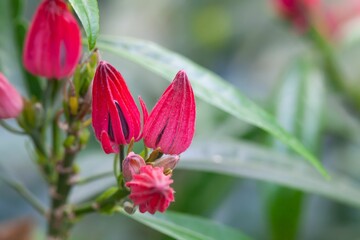 Buds of Brazilian candles, Pavonia multiflora