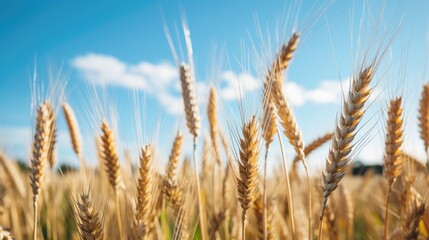 Fototapeta premium Grain growing in a field. Generative AI