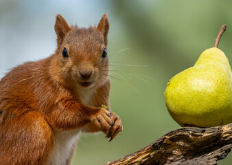Little Scottish red squirrel eating a tasty green pear on a branch of a tree in the woodland