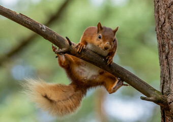 Funny little scottish red squirrel balanced on a tree branch in the woodland 