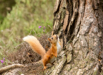 squirrel looking up a tree in the forest