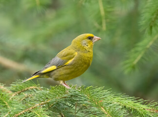 Beautiful brightly coloured greenfinch bird in the woodland