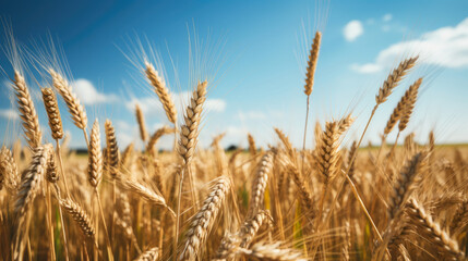 Fototapeta premium Grain growing in a field. Generative AI