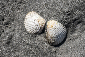 Two shell halved in fine grain grey sand on a beach.