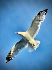 Seagull in flight