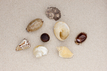 Różne muszelki leżące na piasku . Flat lay muszelek z rejonów oceanu atlantyckiego, zatoki meksykańskiej . Bogactwa na brzegu Florydy. - obrazy, fototapety, plakaty