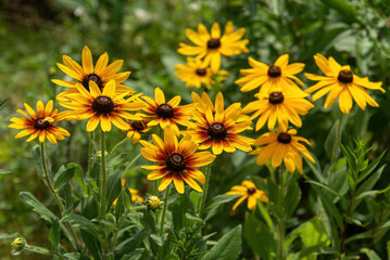 Yellow rudbeckia flowers on a sunny day.