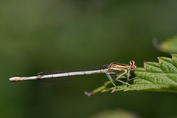Close-up of a blue feather dragonfly (Platycnemis pennipes) hanging on the leaf of a stinging nettle. The wings and body are clearly visible. The background is green.