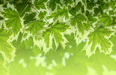 Green nature background with maple leaves for design with copy space. Nature background with Vibrant Norway maple leaves.
