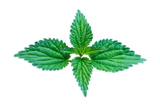Fresh Green leaves Nettle isolated on transparent background. Design Object with clipping mask.