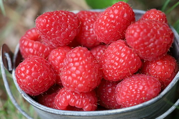 Raspberries in a small bucket, Raspberries in a bowl