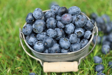 Blueberries in a small bucket outside