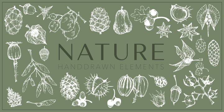 Handdrawn nature elements, Botanical drawings