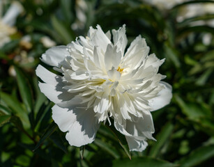 white dahlia flower