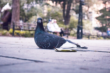 pigeon portrait