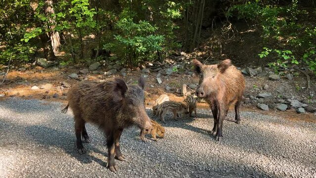Wild boar (sus scrofa) family with striped piglets in Dilek Peninsula National Park. Kusadasi, Aydin, Turkey
