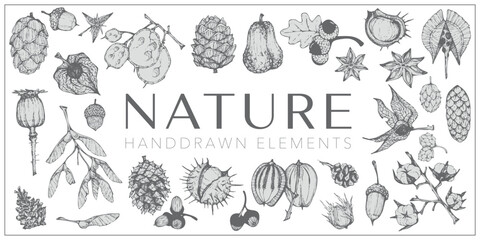 Handdrawn nature elements, Botanical drawings © michaelrayback