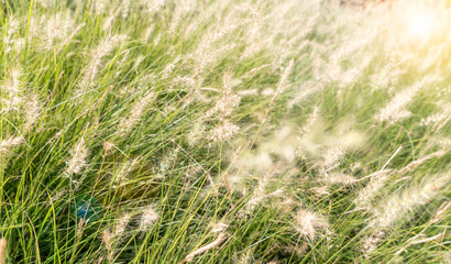 Fountain grass or pennisetum alopecuroides, fluffy flowers blurry, grass flowers at a field and light colours, associated with beautiful and dreamy scenes, Wild White Mexican grass, Natural background