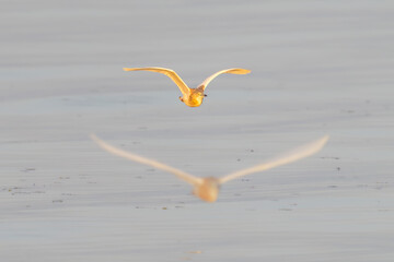picture of Ardeola ralloides taken in flight