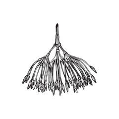 Handdrawn botaical element, Flower drawing