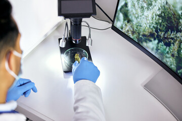 Scientist, research and weed sample in glass dish for natural medicine or analysis with innovation....