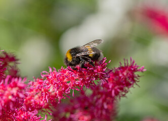 bumblebee on a flower