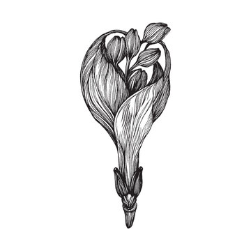 Handdrawn botaical element, Flower drawing