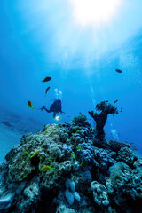 Woman diver in sun rays with corals on background in Egypt