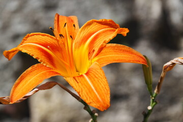 Lilie mit orange-gelben Blättern © Christian Baur