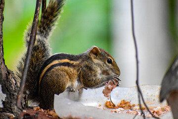 squirrel eating cereals
