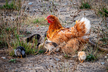 Chicken with baby chicks