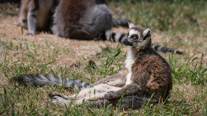 Ring-tailed Lemur Resting on Grass