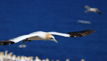 colony, northern gannets, bonaventure island, quebec, Northern Gannet portrait in flight, Bonaventure Island Quebec, Canada
