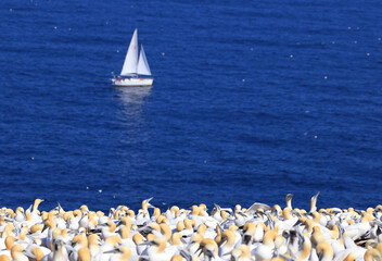 Sailing ship with Northern Gannet Colony, Bonaventure Island Quebec, Canada
