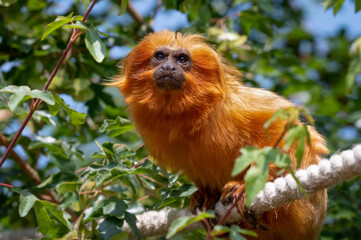 Golden Lion Marmoset