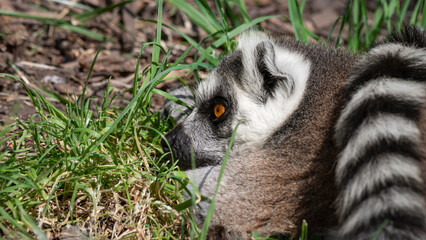 Close Up Ring-tailed Lemur
