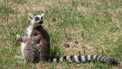 Naklejka na ściany i meble Ring-tailed Lemur Sitting on Grass