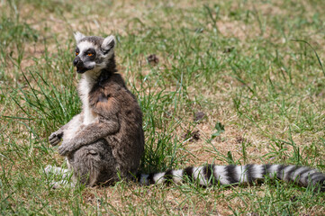 Naklejka na ściany i meble Ring-tailed Lemur Sitting on Grass