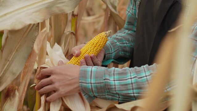Male farmer breaks off peeled ear of ripe corn from plant with his hand. Picking corn in field among dry stalks and displaying beautiful yellow product with rows of grains on warm summer day.
