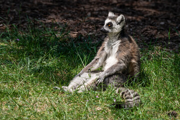 Ring-tailed Lemur Sitting on Grass