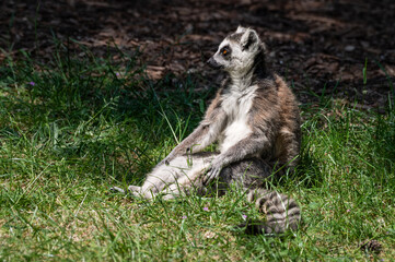 Ring-tailed Lemur Sitting on Grass