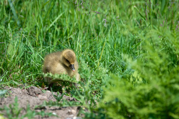 Naklejka na ściany i meble Baby Greylag Gosling Resting in Grass