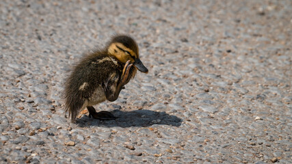 Baby Mallard Duckling Preening