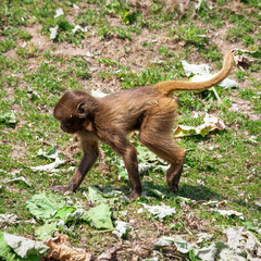 Young Gelada Monkey Running