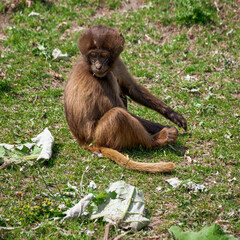 Young Gelada Monkey Sitting on the Ground