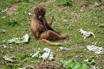 Young Gelada Monkey Sitting on the Ground