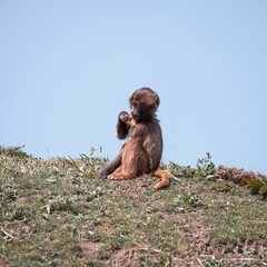 Young Gelada Monkey Standing Upright