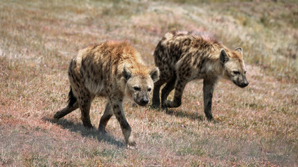 Pair of Hyhena's Walking Together